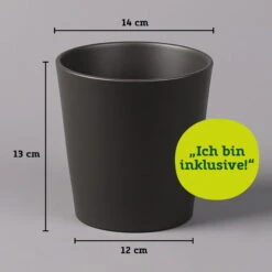 Bogenhanf In Keramiktopf Anthrazit, Topf-Ø 12 Cm, Höhe Ca. 35-45 Cm, 3er-Set -Gardena Verkaufsgeschäft 021010 Dallas anthrazit 14cm mit Abmessungen 111824 9