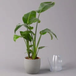 Strelitzia Nicolai, Topf-Ø 17 Cm, Höhe Ca. 55 Cm -Gardena Verkaufsgeschäft 0210104742 Strelitzia nicolai T17 3