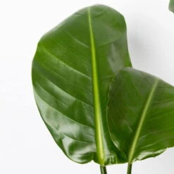 Strelitzia Nicolai, Topf-Ø 17 Cm, Höhe Ca. 55 Cm -Gardena Verkaufsgeschäft 0210104742 Strelitzia nicolai T17 4