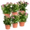 Kalanchoe 'Calandiva'®, Violett, Topf-Ø 12 Cm, Höhe Ca. 27,5 Cm, 6er-Set -Gardena Verkaufsgeschäft 0210350382 Kalanchoe violett 6er Set 6xviolett 2