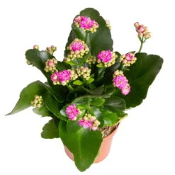 Gardena Verkaufsgeschäft -Gardena Verkaufsgeschäft 0210350382 Kalanchoe violett 6er Set 6xviolett 3 1