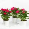 Rose, Pink, Mit Topf Dallas Weiß, Topf-Ø 13 Cm, 3er-Set -Gardena Verkaufsgeschäft 0210550247 Rose pink T13 inkl Keramik 3er Set 1