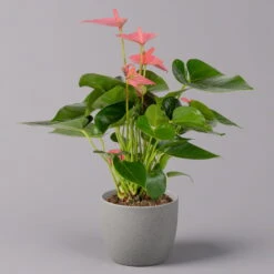 Flamingoblume 'Pink Champion', Topf-Ø 12 Cm, Höhe Ca. 35 Cm 10 Flamingoblume 'Pink Champion', Topf-Ø 12 Cm, Höhe Ca. 35 Cm -Gardena Verkaufsgeschäft 0210650281 Anthurium Andreanum Pink Champion 12cm 1 114742