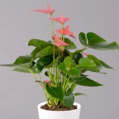 Flamingoblumen Pink Inkl. Übertopf Dallas Weiß, Topf-Ø 12 Cm, 2er-Set -Gardena Verkaufsgeschäft 0210650543 Anthurium pink inkl Dallas weiss 2 114758