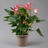 Flamingoblume 'Livium Red' Rot-weiß Gestreift, Topf-Ø 21 Cm 1 Flamingoblume 'Livium Red' Rot-weiß Gestreift, Topf-Ø 21 Cm -Gardena Verkaufsgeschäft 0210650561 Anthurium Livium Red T21 H65 Sondersorte 2 126768
