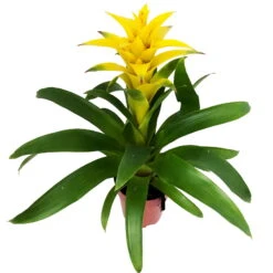 Guzmania 'Diana', Gelb, Topf-Ø 12 Cm, Höhe Ca. 50 Cm -Gardena Verkaufsgeschäft 0210750510 Guzmania Diana