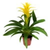 Guzmania 'Diana', Gelb, Topf-Ø 12 Cm, Höhe Ca. 50 Cm -Gardena Verkaufsgeschäft 0210750510 Guzmania Diana 1