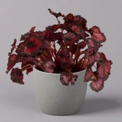 Blattbegonie 'Inca Night', Topf-Ø 12 Cm, Höhe Ca. 25 Cm, 3er-Set 9 Blattbegonie 'Inca Night', Topf-Ø 12 Cm, Höhe Ca. 25 Cm, 3er-Set -Gardena Verkaufsgeschäft 0210900312 Blattbegonie Inca Night 3er Set 2