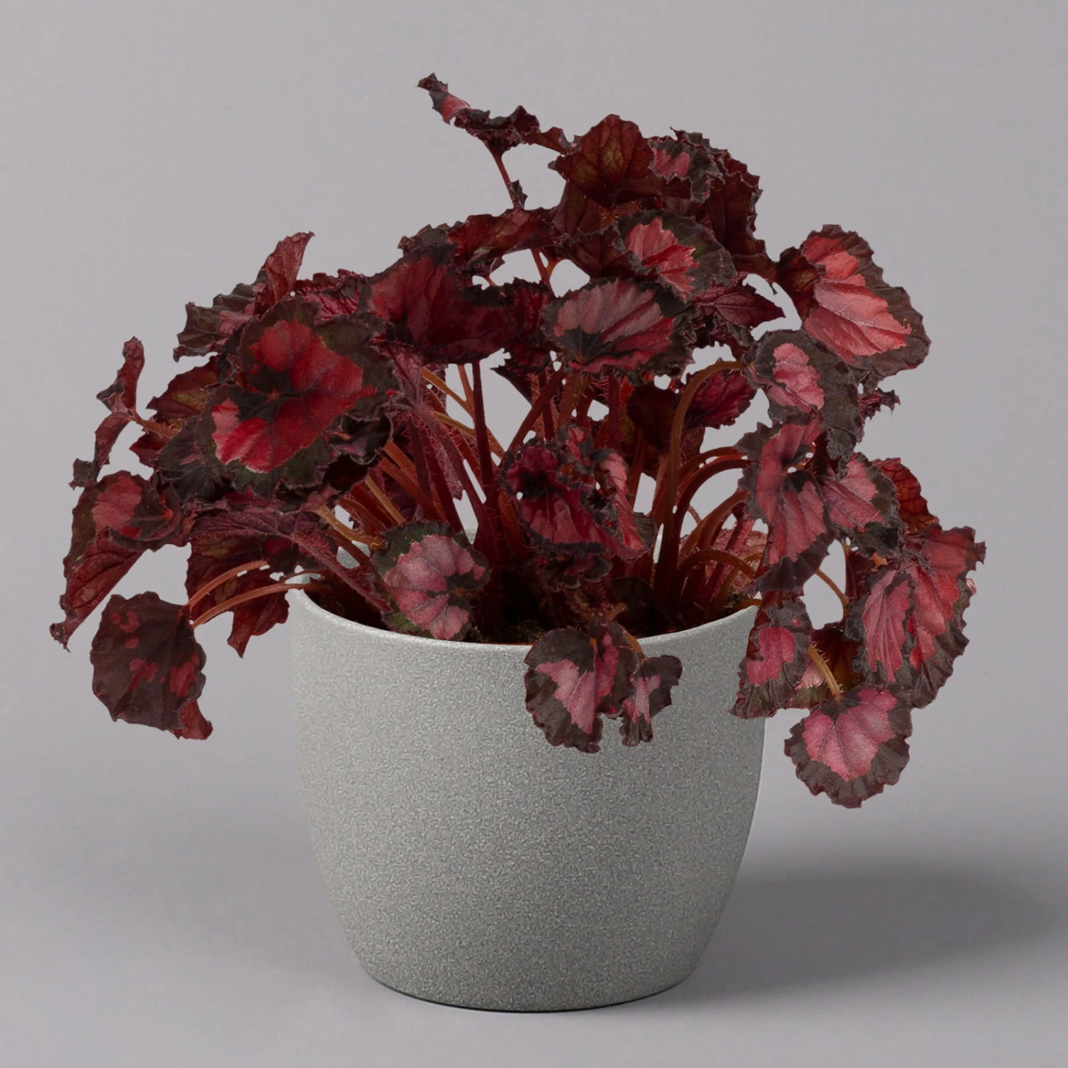 Blattbegonie 'Inca Night', Topf-Ø 12 Cm, Höhe Ca. 25 Cm, 3er-Set 4 Blattbegonie 'Inca Night', Topf-Ø 12 Cm, Höhe Ca. 25 Cm, 3er-Set – Bild 2