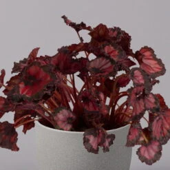 Blattbegonie 'Inca Night', Topf-Ø 12 Cm, Höhe Ca. 25 Cm, 3er-Set 10 Blattbegonie 'Inca Night', Topf-Ø 12 Cm, Höhe Ca. 25 Cm, 3er-Set -Gardena Verkaufsgeschäft 0210900312 Blattbegonie Inca Night 3er Set 3