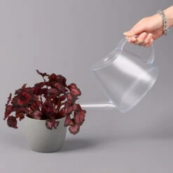 Blattbegonie 'Inca Night', Topf-Ø 12 Cm, Höhe Ca. 25 Cm, 3er-Set 11 Blattbegonie 'Inca Night', Topf-Ø 12 Cm, Höhe Ca. 25 Cm, 3er-Set -Gardena Verkaufsgeschäft 0210900312 Blattbegonie Inca Night 3er Set 4