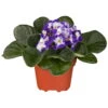 Usambaraveilchen 'Besar Blue White', Blau-weiß, Topf-Ø 12 Cm, 6er-Set -Gardena Verkaufsgeschäft 0210950088 Saintpaulia Besar Blue White T12 zweifarbig blau weiss 6er Set 115640