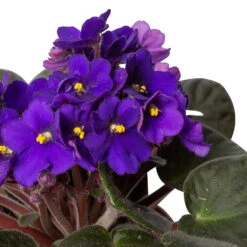 Usambaraveilchen, Dunkelblau, Topf-Ø 12 Cm, 6er-Set 11 Usambaraveilchen, Dunkelblau, Topf-Ø 12 Cm, 6er-Set -Gardena Verkaufsgeschäft 0210950102 0210950107 Saintpaulia blau T12cm 6er Set 1 116378