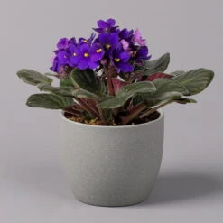 Usambaraveilchen, Dunkelblau, Topf-Ø 12 Cm, 6er-Set 10 Usambaraveilchen, Dunkelblau, Topf-Ø 12 Cm, 6er-Set -Gardena Verkaufsgeschäft 0210950102 Saintpaulia blau T12cm H20cm 6erSet1 116376