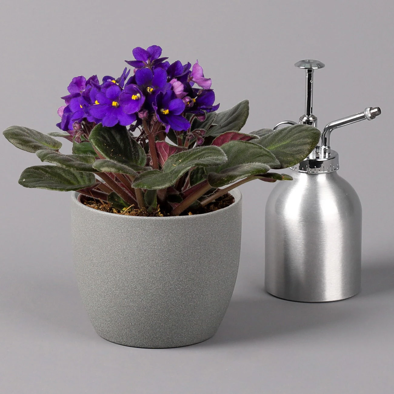 Usambaraveilchen, Dunkelblau, Topf-Ø 12 Cm, 6er-Set 4 Usambaraveilchen, Dunkelblau, Topf-Ø 12 Cm, 6er-Set – Bild 2