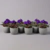 Usambaraveilchen, Dunkelblau, Topf-Ø 12 Cm, 6er-Set 1 Usambaraveilchen, Dunkelblau, Topf-Ø 12 Cm, 6er-Set -Gardena Verkaufsgeschäft 0210950102 Saintpaulia blau T12cm H20cm 6erSet 116377
