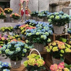 Hortensie 'Early Blue', Busch, Topf-Ø 23 Cm, Höhe Ca. 50 Cm 9 Hortensie 'Early Blue', Busch, Topf-Ø 23 Cm, Höhe Ca. 50 Cm -Gardena Verkaufsgeschäft 021130 hydrangea