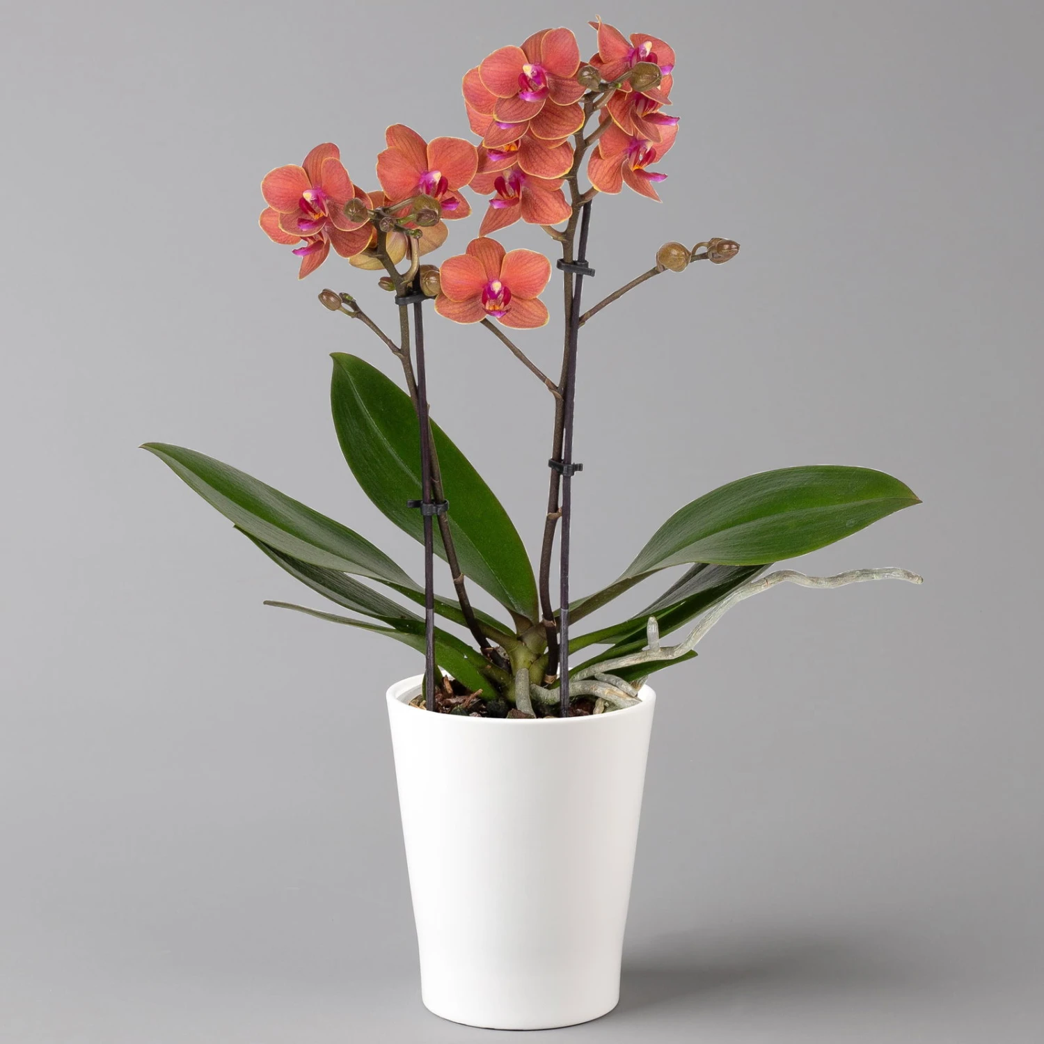 Schmetterlingsorchidee, Inkl. Keramiktopf, Orange, Topf-Ø 12 Cm, Höhe Ca. 50 Cm 3 Schmetterlingsorchidee, Inkl. Keramiktopf, Orange, Topf-Ø 12 Cm, Höhe Ca. 50 Cm