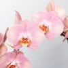 Schmetterlingsorchidee, Pink, Bogen, Topf-Ø 12 Cm, Höhe Ca. 45 Cm -Gardena Verkaufsgeschäft 0215250519 Phalaenopsis Moon rosa T12 2 117183