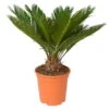 Palmfarn, Topf-Ø 21 Cm, Höhe Ca. 50-70 Cm 1 Palmfarn, Topf-Ø 21 Cm, Höhe Ca. 50-70 Cm -Gardena Verkaufsgeschäft 0220100590 Cycas Revoluta 20cm
