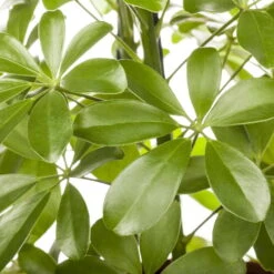 Schefflera Arboricola 'Nora', Topf-Ø 21 Cm, Höhe Ca. 55 Cm 9 Schefflera Arboricola 'Nora', Topf-Ø 21 Cm, Höhe Ca. 55 Cm -Gardena Verkaufsgeschäft 0220106951 Schefflera arbor Nora