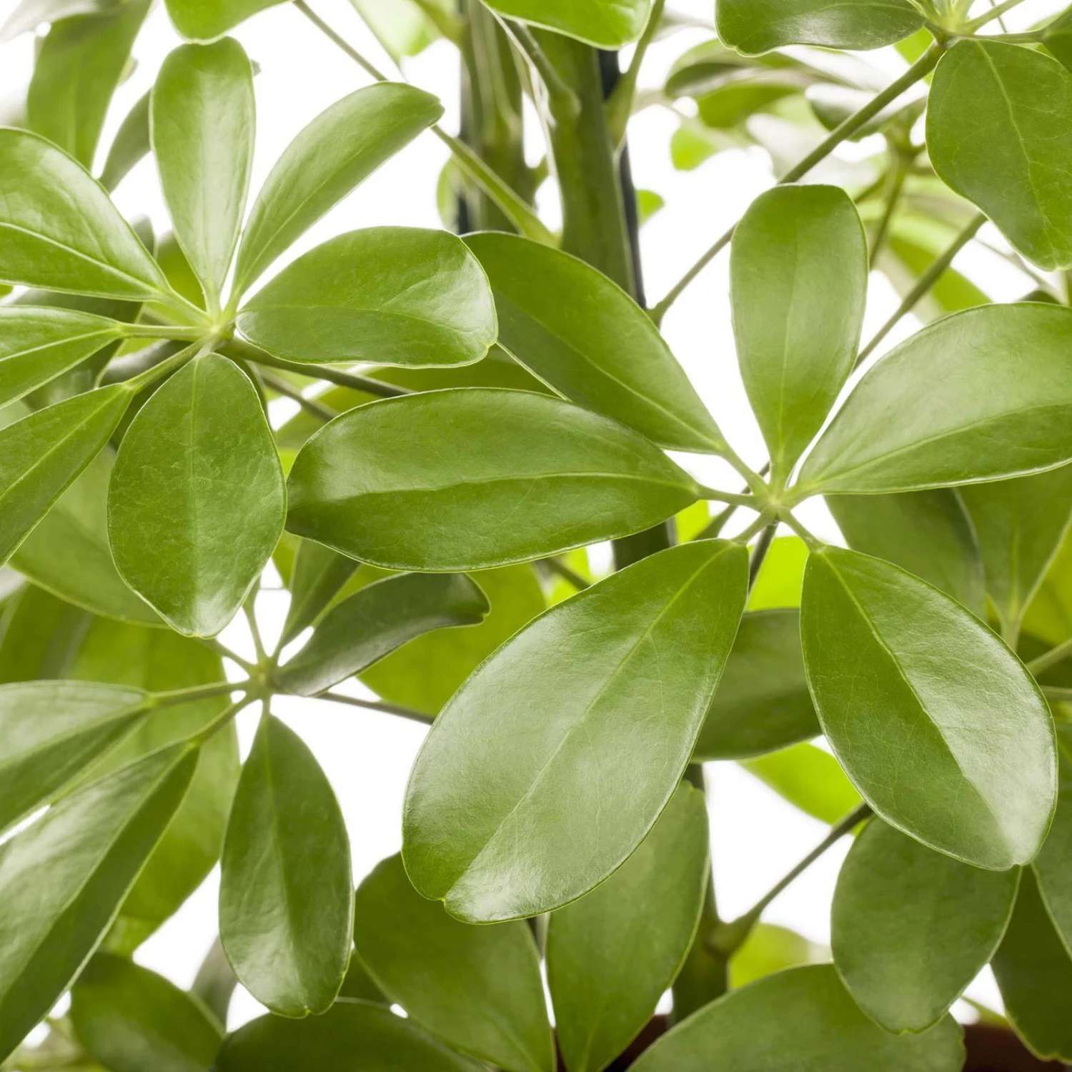 Schefflera Arboricola 'Nora', Topf-Ø 21 Cm, Höhe Ca. 55 Cm 5 Schefflera Arboricola 'Nora', Topf-Ø 21 Cm, Höhe Ca. 55 Cm – Bild 3