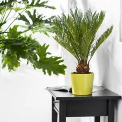 Palmfarn, Topf-Ø 21 Cm, Höhe Ca. 50-70 Cm 10 Palmfarn, Topf-Ø 21 Cm, Höhe Ca. 50-70 Cm -Gardena Verkaufsgeschäft 0220107189 Cycas revoluta 10 17cm 60cm3