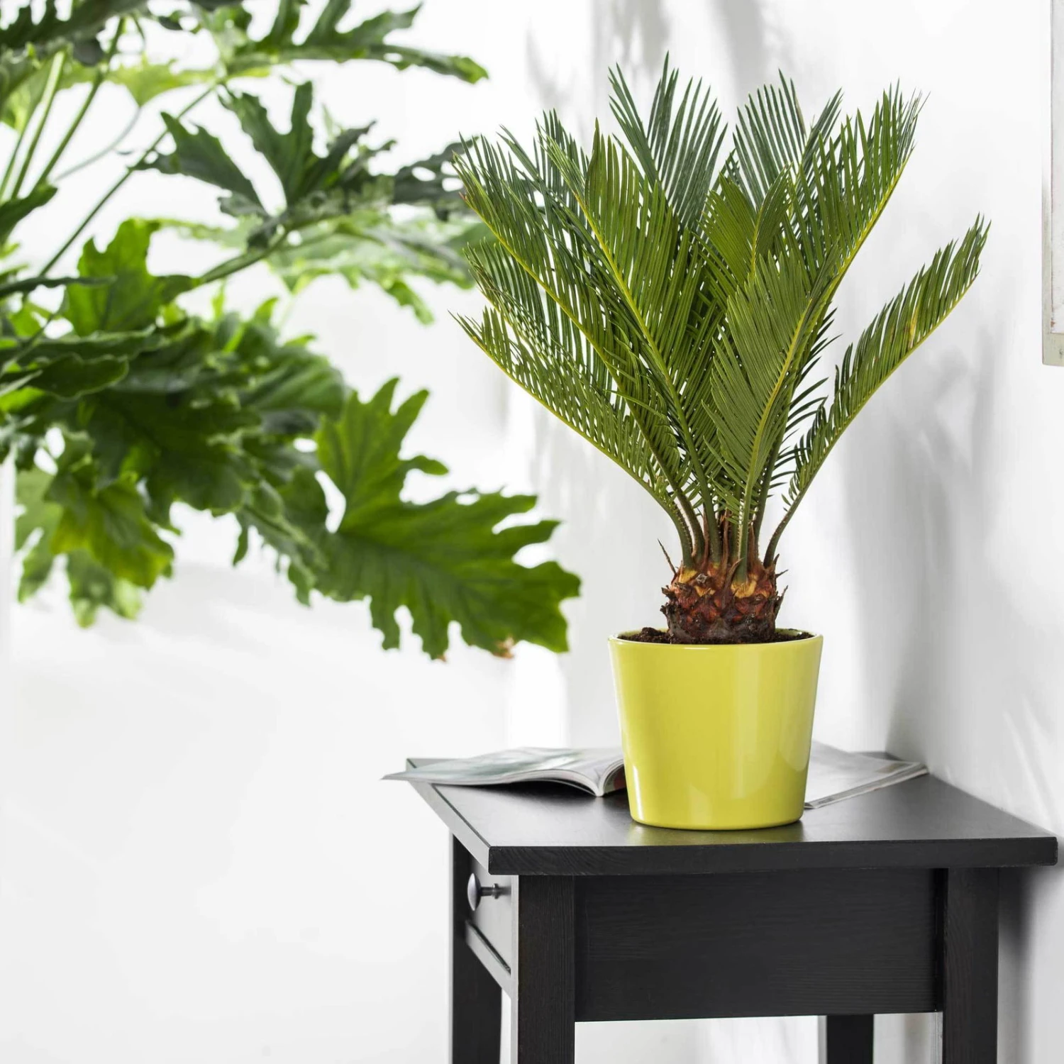 Palmfarn, Topf-Ø 21 Cm, Höhe Ca. 50-70 Cm 4 Palmfarn, Topf-Ø 21 Cm, Höhe Ca. 50-70 Cm – Bild 2