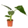 Alocasia 'Macrorrhiza', Topf-Ø 17 Cm, Höhe Ca. 50 Cm -Gardena Verkaufsgeschäft 0220107396 Alocasia overig Alocasia Macrorrhiza 17cm T H50cm