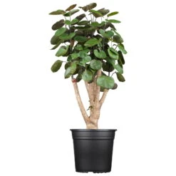 Polyscias 'Fabian', Topf-Ø 17 Cm, Höhe Ca. 60 Cm 8 Polyscias 'Fabian', Topf-Ø 17 Cm, Höhe Ca. 60 Cm -Gardena Verkaufsgeschäft 0220107719 Polyscias Fabian 17cm 60cm