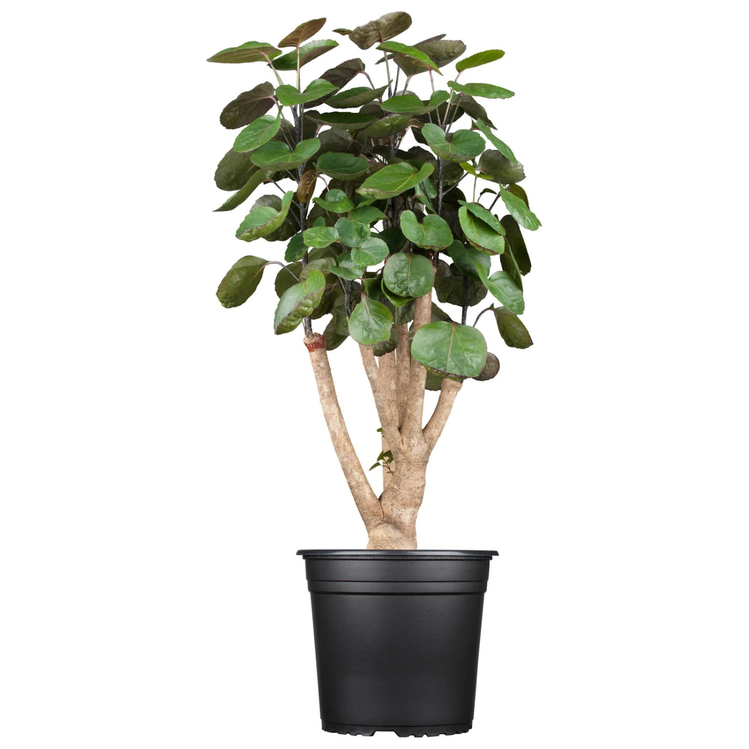 Polyscias 'Fabian', Topf-Ø 17 Cm, Höhe Ca. 60 Cm 4 Polyscias 'Fabian', Topf-Ø 17 Cm, Höhe Ca. 60 Cm – Bild 2