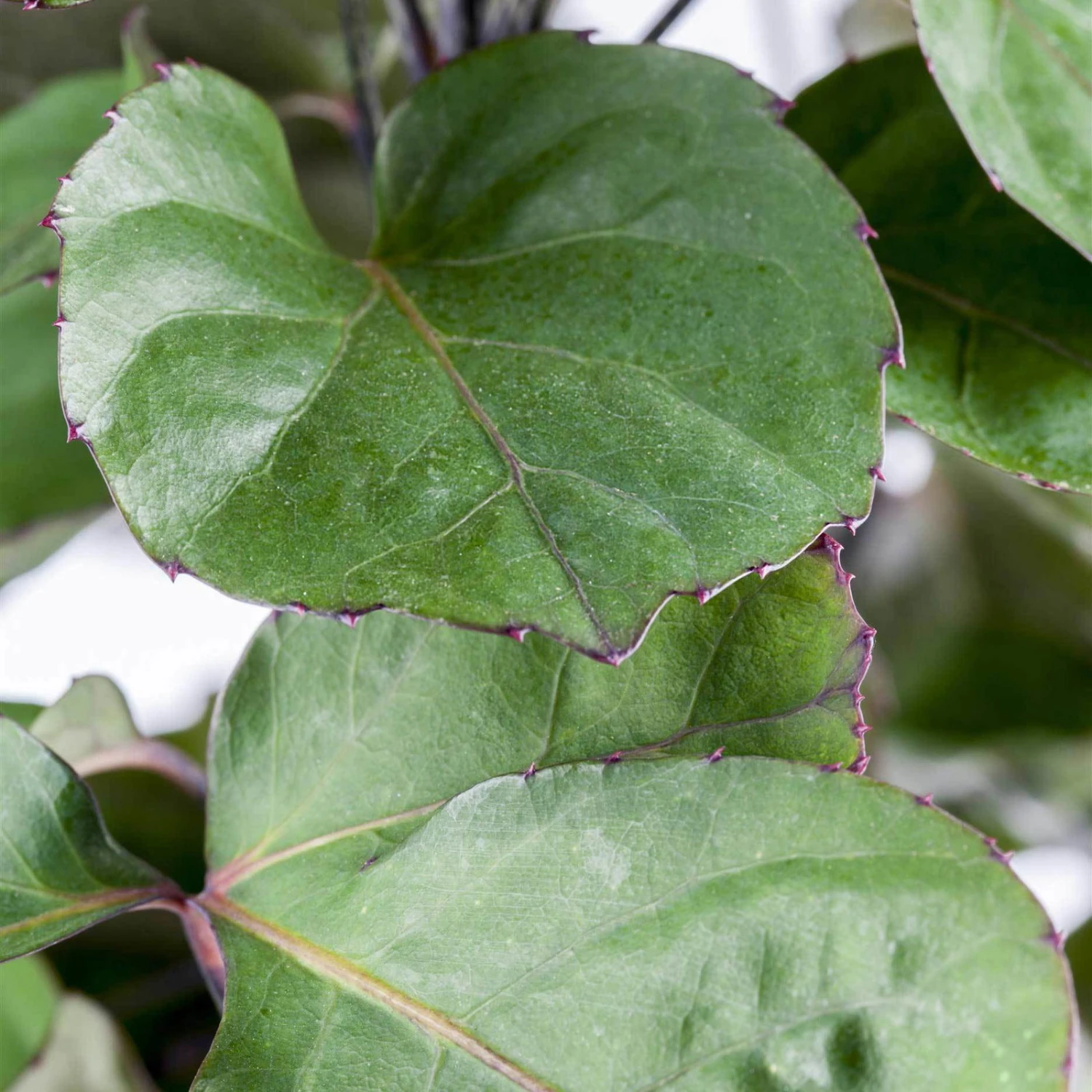 Polyscias 'Fabian', Topf-Ø 17 Cm, Höhe Ca. 60 Cm 5 Polyscias 'Fabian', Topf-Ø 17 Cm, Höhe Ca. 60 Cm – Bild 3