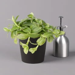 Dreimasterblume In Keramiktopf Anthrazit, N. Verfügbarkeit, Topf-Ø 12cm, 3er-Set 15 Dreimasterblume In Keramiktopf Anthrazit, N. Verfügbarkeit, Topf-Ø 12cm, 3er-Set -Gardena Verkaufsgeschäft 0220108390 0220108392 Tradescantia Mixin Topf Dallas anthrazit 12cmT 1 123822