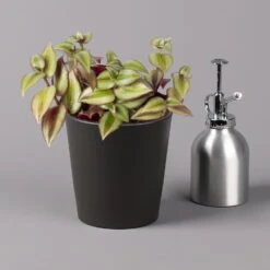 Dreimasterblume In Keramiktopf Anthrazit, N. Verfügbarkeit, Topf-Ø 12cm, 3er-Set 16 Dreimasterblume In Keramiktopf Anthrazit, N. Verfügbarkeit, Topf-Ø 12cm, 3er-Set -Gardena Verkaufsgeschäft 0220108390 0220108392 Tradescantia Mixin Topf Dallas anthrazit 12cmT2 123819