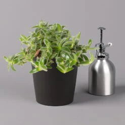 Dreimasterblume In Keramiktopf Anthrazit, N. Verfügbarkeit, Topf-Ø 12cm, 3er-Set 14 Dreimasterblume In Keramiktopf Anthrazit, N. Verfügbarkeit, Topf-Ø 12cm, 3er-Set -Gardena Verkaufsgeschäft 0220108390 0220108392 Tradescantia Mixin Topf Dallas anthrazit 12cmT 123823