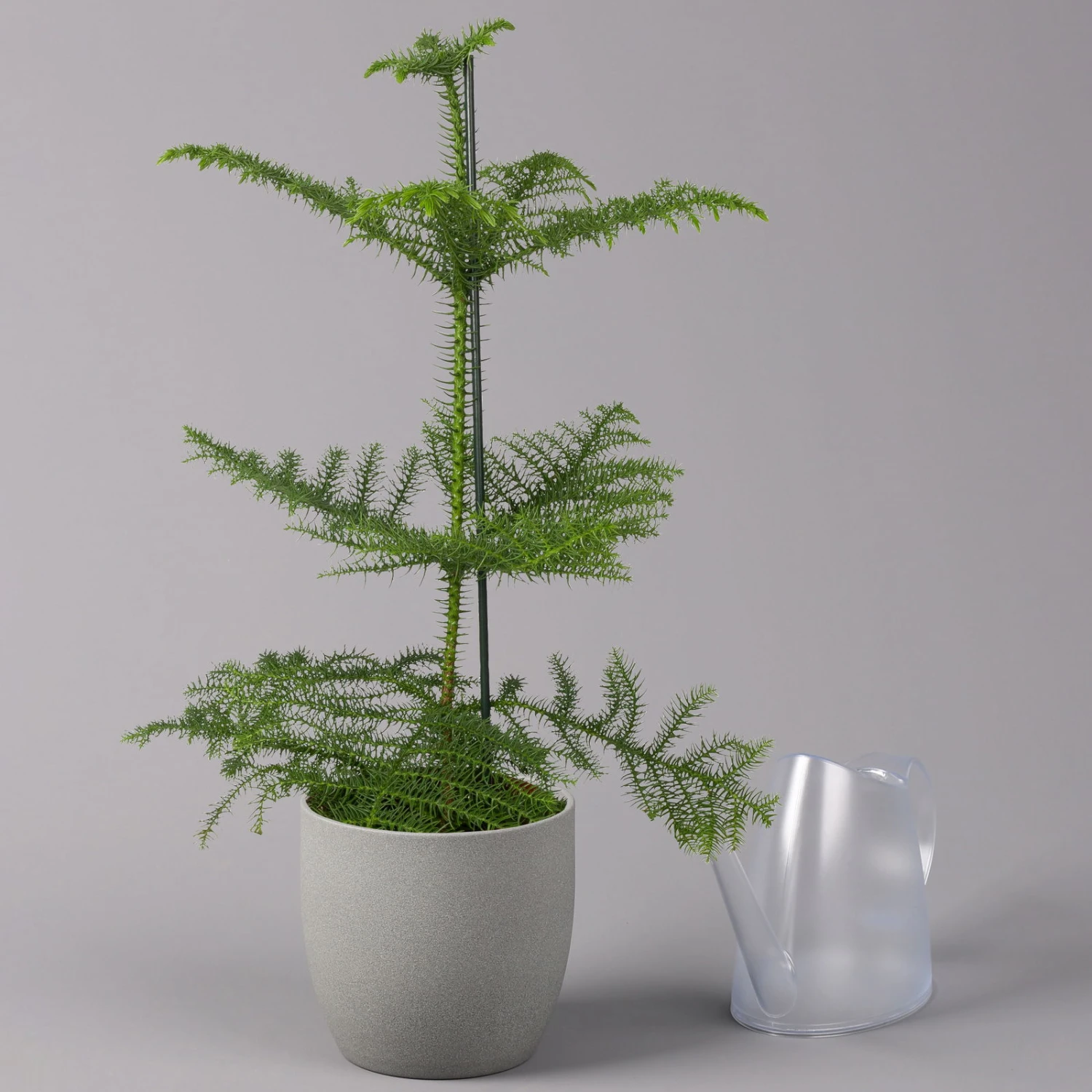 Zimmertanne, Topf-Ø 17 Cm, Höhe Ca. 45 Cm 3 Zimmertanne, Topf-Ø 17 Cm, Höhe Ca. 45 Cm