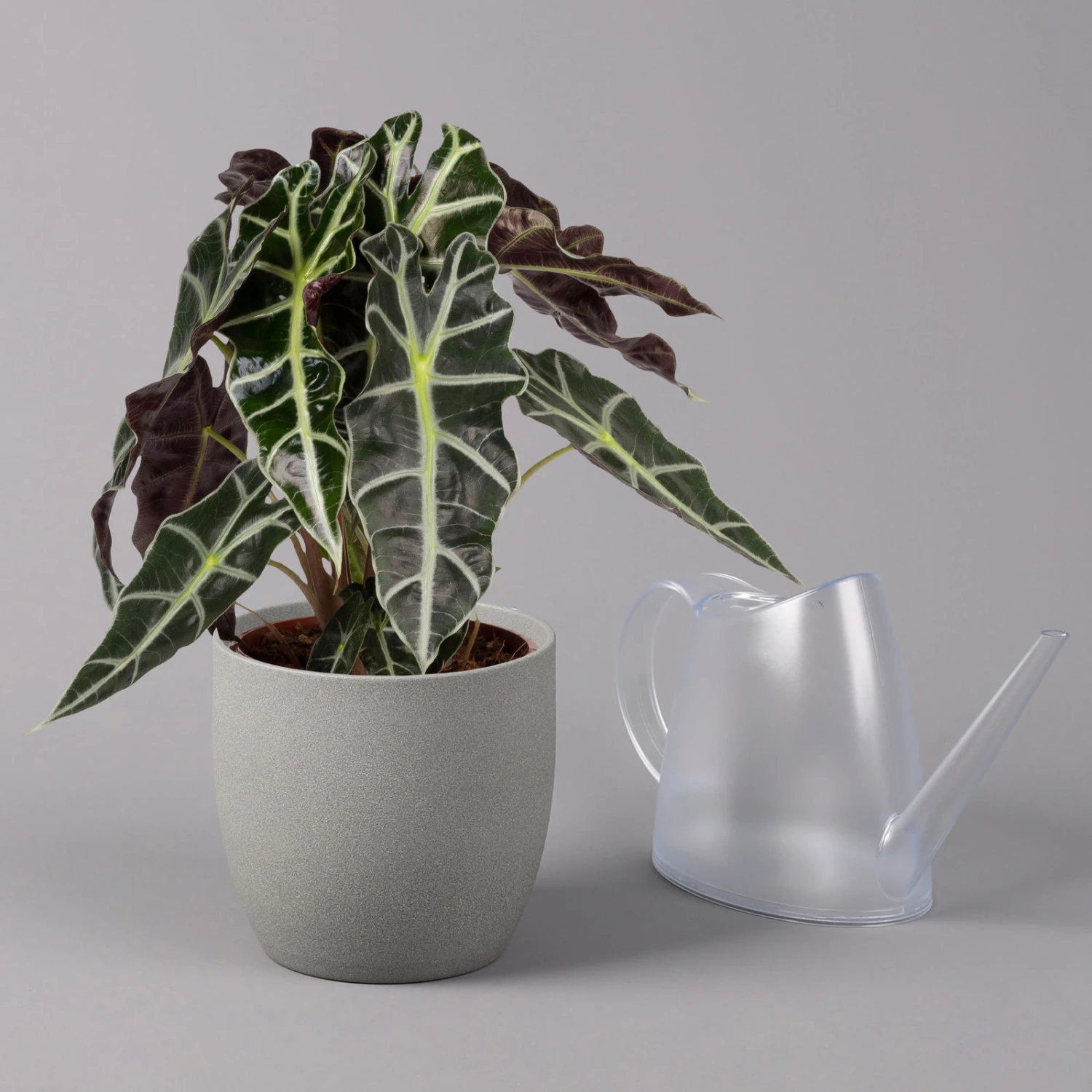 Alocasia 'Polly', Topf-Ø 17 Cm, Höhe Ca. 45 Cm 3 Alocasia 'Polly', Topf-Ø 17 Cm, Höhe Ca. 45 Cm