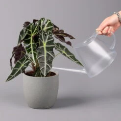 Alocasia 'Polly', Topf-Ø 17 Cm, Höhe Ca. 45 Cm 12 Alocasia 'Polly', Topf-Ø 17 Cm, Höhe Ca. 45 Cm -Gardena Verkaufsgeschäft 0220110100 Alocasia Polly 13