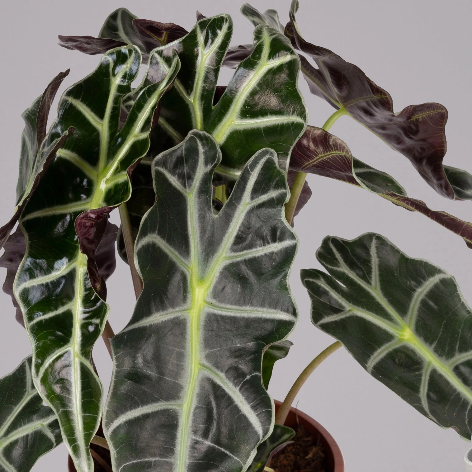 Alocasia 'Polly', Topf-Ø 17 Cm, Höhe Ca. 45 Cm 5 Alocasia 'Polly', Topf-Ø 17 Cm, Höhe Ca. 45 Cm – Bild 3