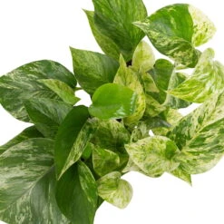 Grünpflanzen Trend-Mix Für Halbschattig/schattige Standorte, Topf 12 Cm Ø -Gardena Verkaufsgeschäft 0220150063