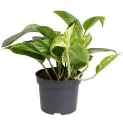 Grünpflanzen Trend-Mix Für Halbschattig/schattige Standorte, Topf 12 Cm Ø -Gardena Verkaufsgeschäft 0220150063 1