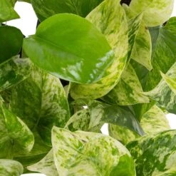 Grünpflanzen Trend-Mix Für Halbschattig/schattige Standorte, Topf 12 Cm Ø -Gardena Verkaufsgeschäft 0220150063 1 1