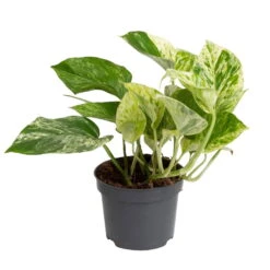 Grünpflanzen Trend-Mix Für Halbschattig/schattige Standorte, Topf 12 Cm Ø -Gardena Verkaufsgeschäft 0220150063 2