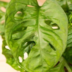 Grünpflanzen Trend-Mix Für Halbschattig/schattige Standorte, Topf 12 Cm Ø -Gardena Verkaufsgeschäft 0220150063 6