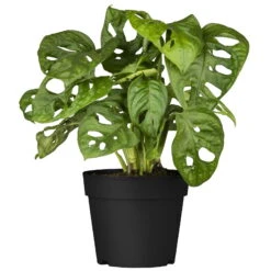 Grünpflanzen Trend-Mix Für Halbschattig/schattige Standorte, Topf 12 Cm Ø -Gardena Verkaufsgeschäft 0220150063 7