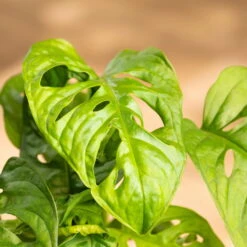 Grünpflanzen Trend-Mix Für Halbschattig/schattige Standorte, Topf 12 Cm Ø -Gardena Verkaufsgeschäft 0220150063 8