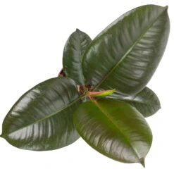 Grünpflanzen Trend-Mix Für Halbschattig/schattige Standorte, Topf 12 Cm Ø -Gardena Verkaufsgeschäft 0220150064 3