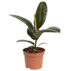 Grünpflanzen Trend-Mix Für Halbschattig/schattige Standorte, Topf 12 Cm Ø -Gardena Verkaufsgeschäft 0220150064 5