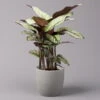 Calathea Majestica 'Whitestar', Topf-Ø 19 Cm, Höhe Ca. 60-80 Cm -Gardena Verkaufsgeschäft 0220160078 Calathea majestica Whitestar 1