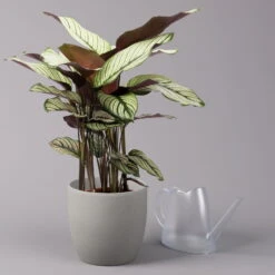 Calathea Majestica 'Whitestar', Topf-Ø 19 Cm, Höhe Ca. 60-80 Cm -Gardena Verkaufsgeschäft 0220160078 Calathea majestica Whitestar 3